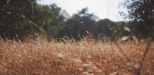 Tall, dry grass glows golden in the sunlight, with trees in the background out of focus under a bright, clear sky.