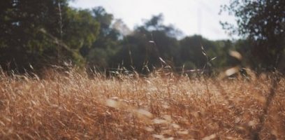 Tall, dry grass glows golden in the sunlight, with trees in the background out of focus under a bright, clear sky.
