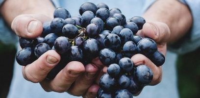 A person holding a large bunch of dark purple grapes in both hands, with a blurred background.