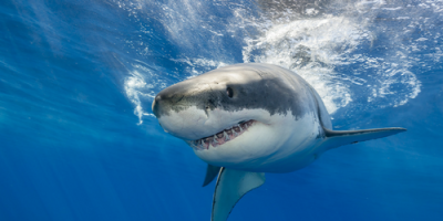 A great white shark swims close to the camera in clear blue ocean water, showing its sharp teeth and powerful body. Sunlight shines through the water above.